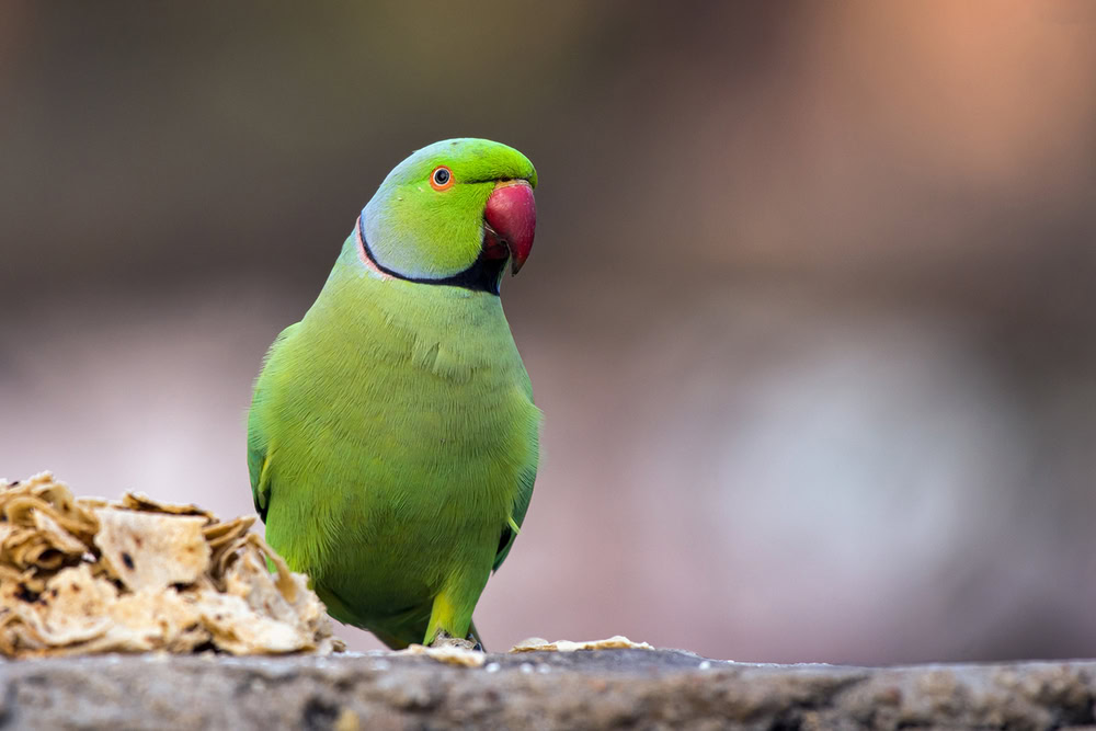 rose-ringed-or-ringed-necked-parakeet