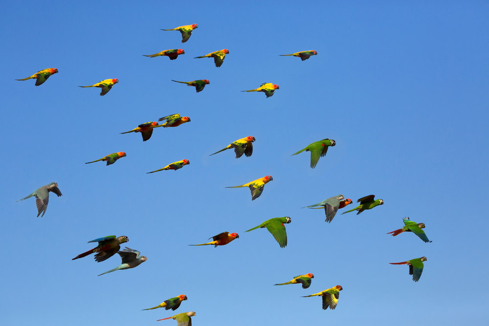 Macaw and Sun Conure Flock of flying in the sky