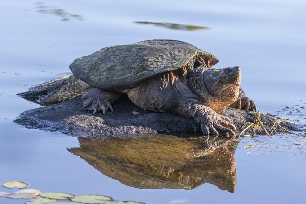 snapping turtle basking on a rock