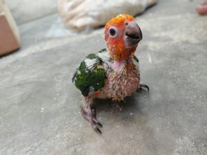 sun conure babies in floor