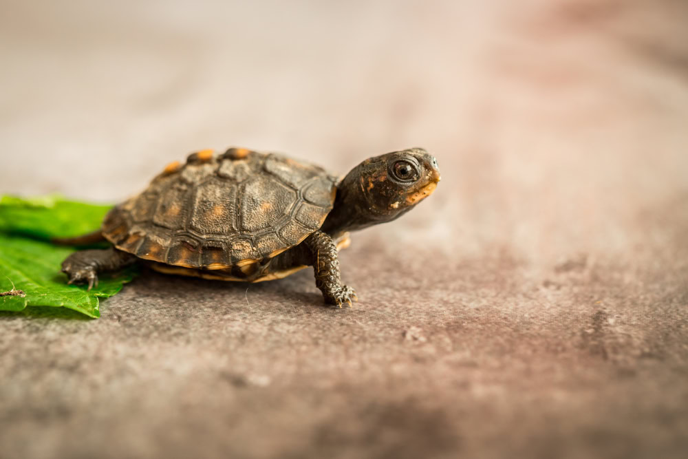 tiny box turtle in aquarium
