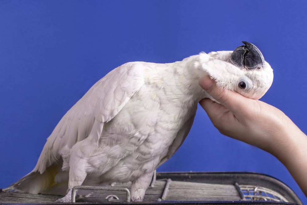 very nice white cockatoo parrot enjoying communication with people on the blue background