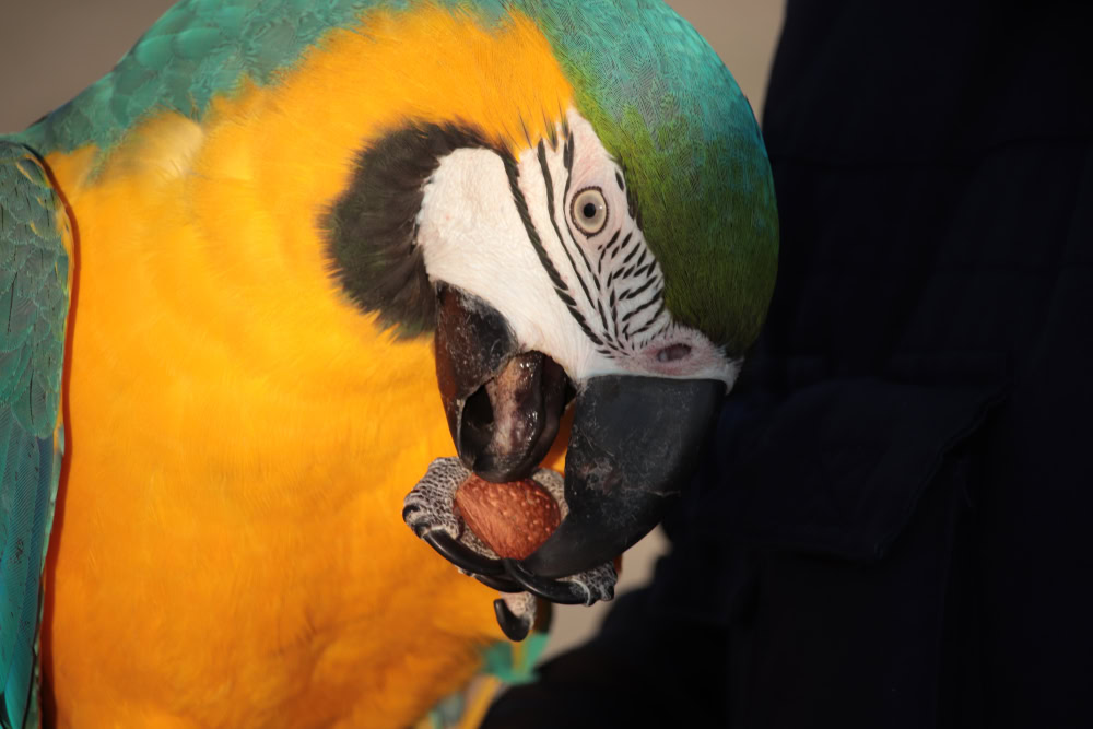A parrot eating an almond