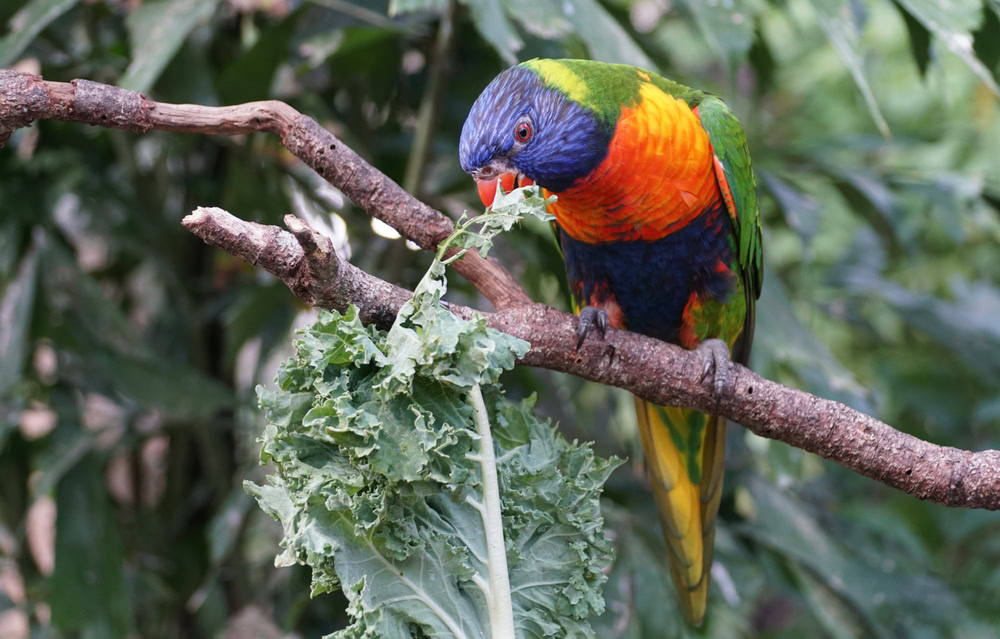 Close up of a colorful lorikeet eating kale on the branch