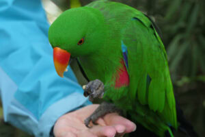 Confiding colorful parrot that stays on the hand and nibbles on a cashew nut
