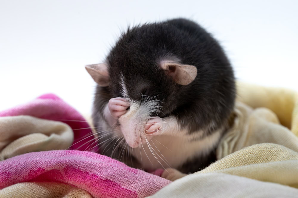 Domestic Pet Fancy Rat Dumbo ears black with blaze