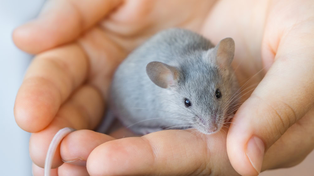 Gray small domestic mouse sits on a person's hand