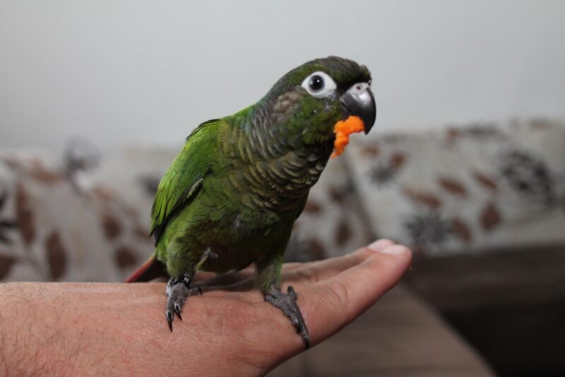 Green Cheeked Conure parrot Eat