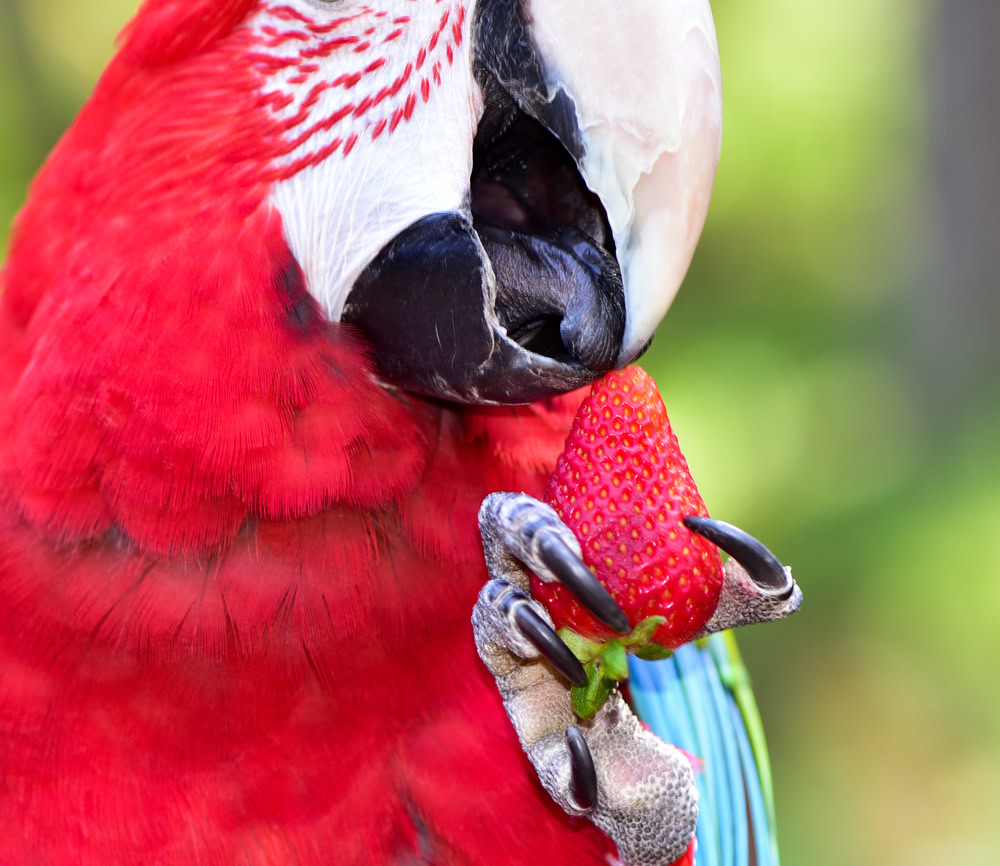 Green Wing Macaw Parrot eating a strawberry