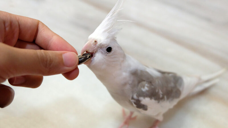 Hand-feeding-sunflower-seed-to-a-white-faced-pied-cockatiel