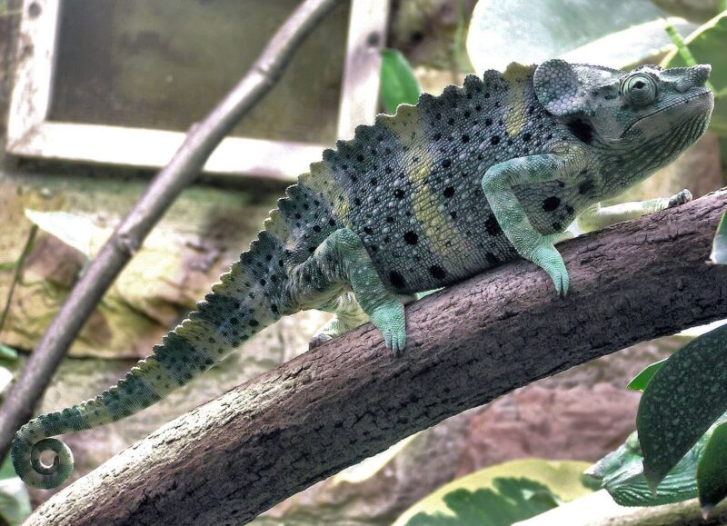 Mellers Chameleon (Image Credit: Adrian Pingstone, Wikimedia Commons)