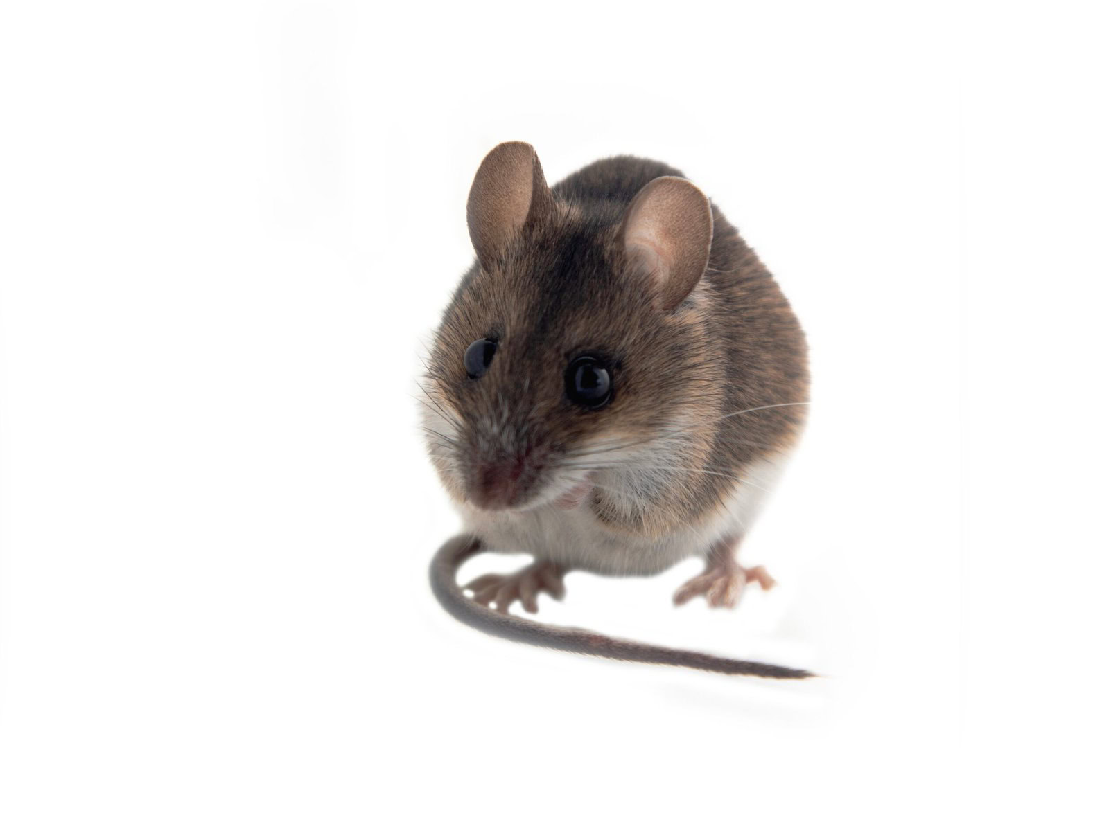 Mice in a white background