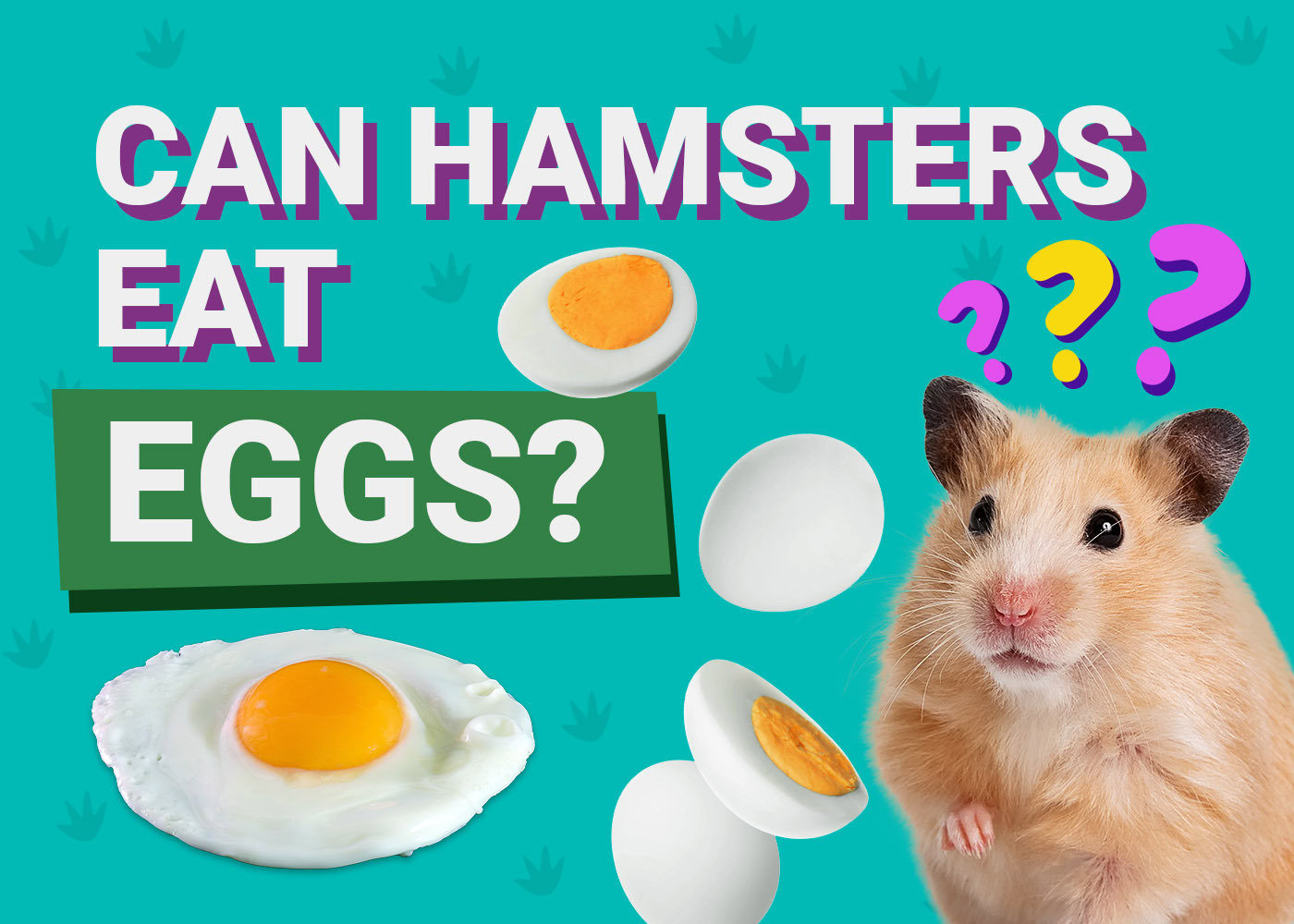 PangoVet_Can Hamsters Eat_Eggs_v1_Aug 15 2024