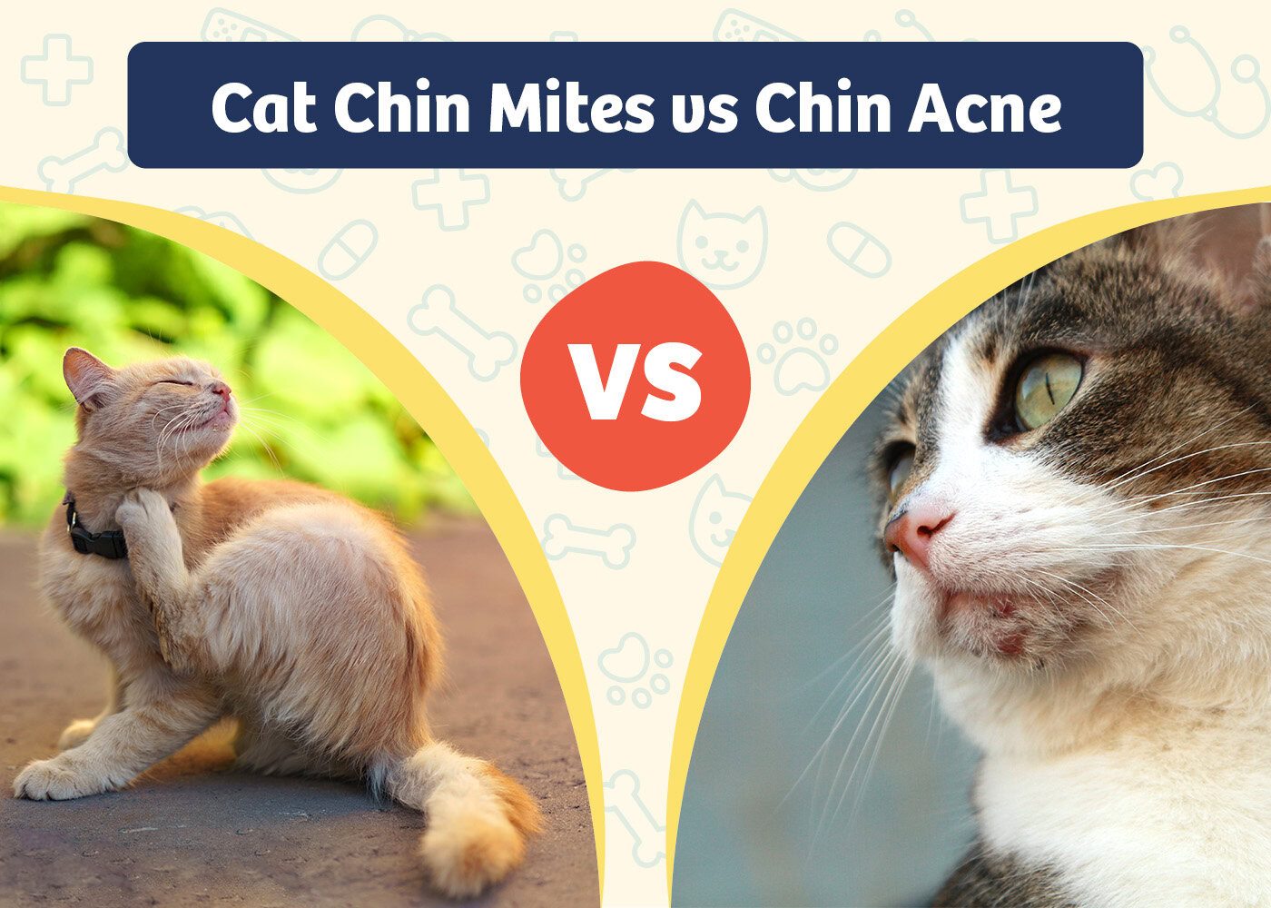 PangoVet_Product VS Product_Cat Chin Mites vs Chin Acne