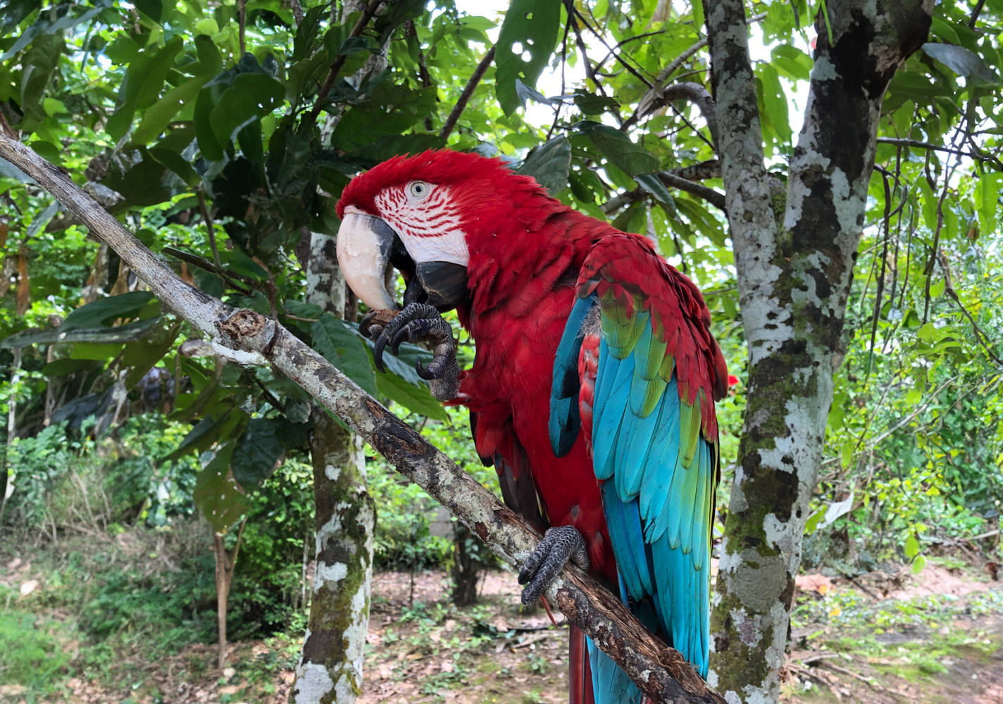 Parrot Eating Pecan