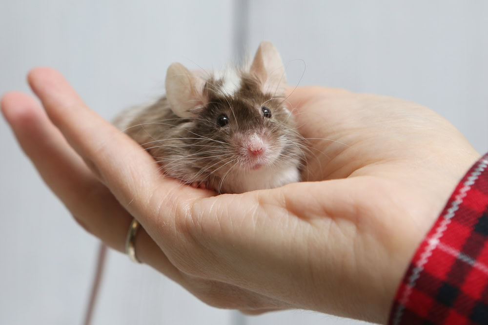 Pet Mouse On Hand