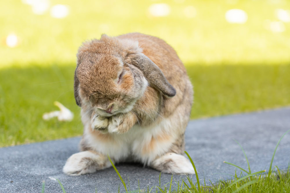 Rabbit grooming outside on the grass