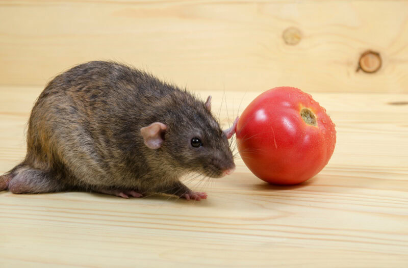 Rat-eats-a-tomato-on-a-wooden-table