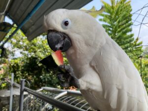 Sulphur-crested Cockatoo