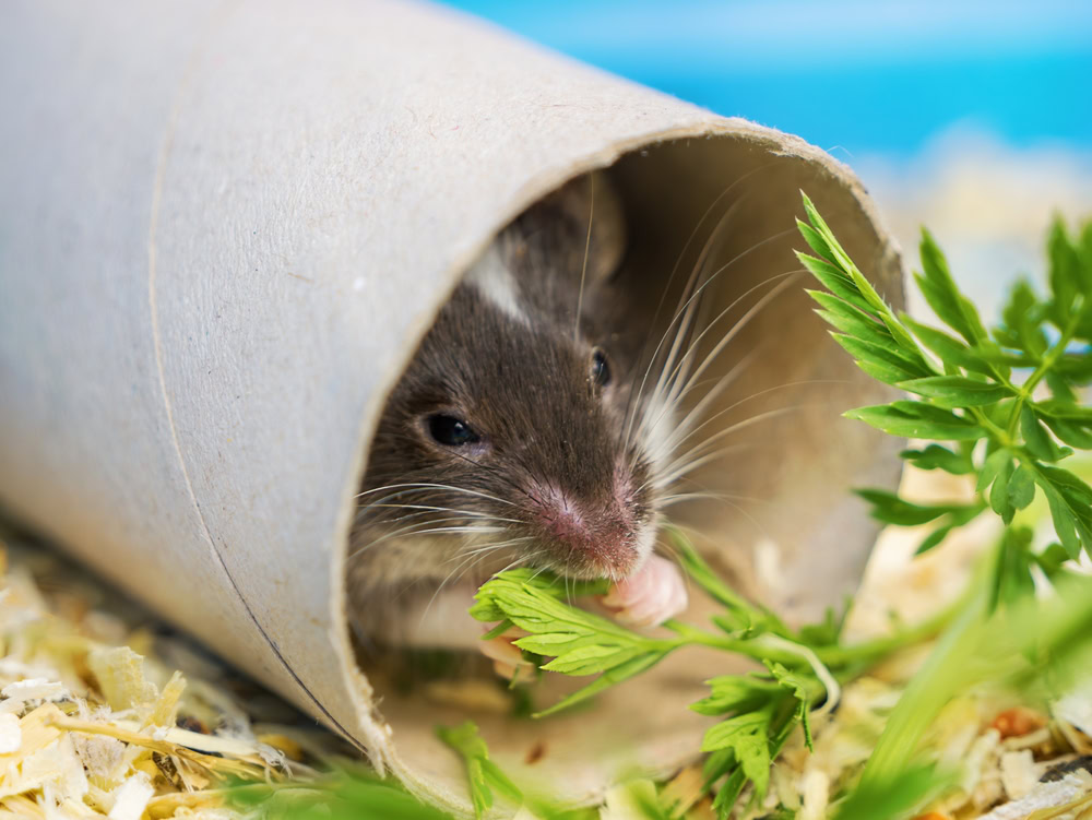 The mouse sits in a shelter and eats carrot leaves