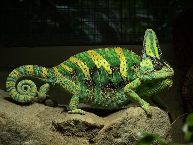 Yemen Chameleon