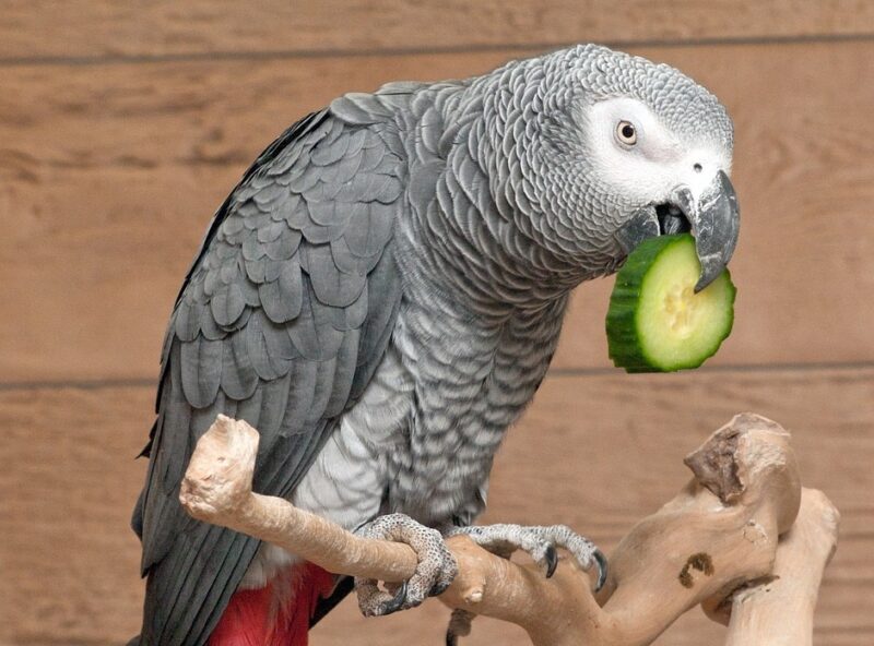 african-parrot-eating-cucumber
