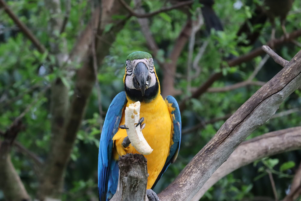 beautiful macaw eating banana in the Pantanal