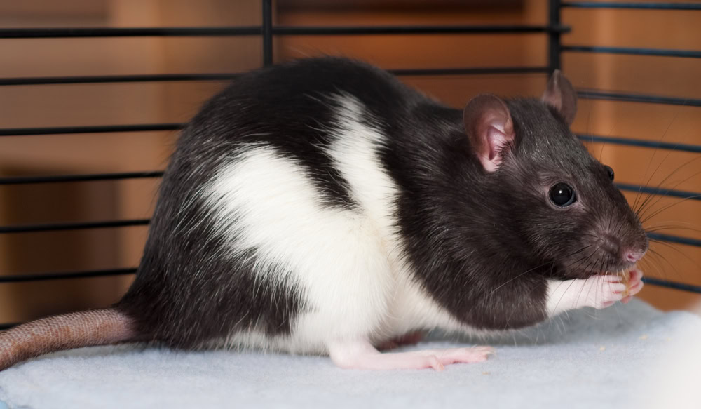 adult pet rat eating
