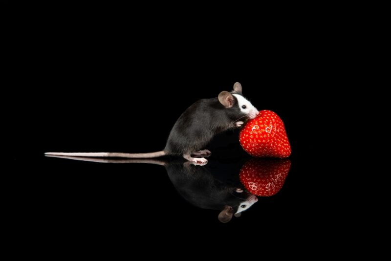 black and white mouse eating strawberry