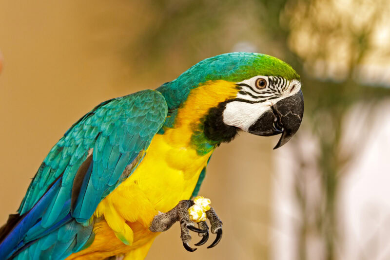 close shot of a blue and yellow Macaw while eating popcorn