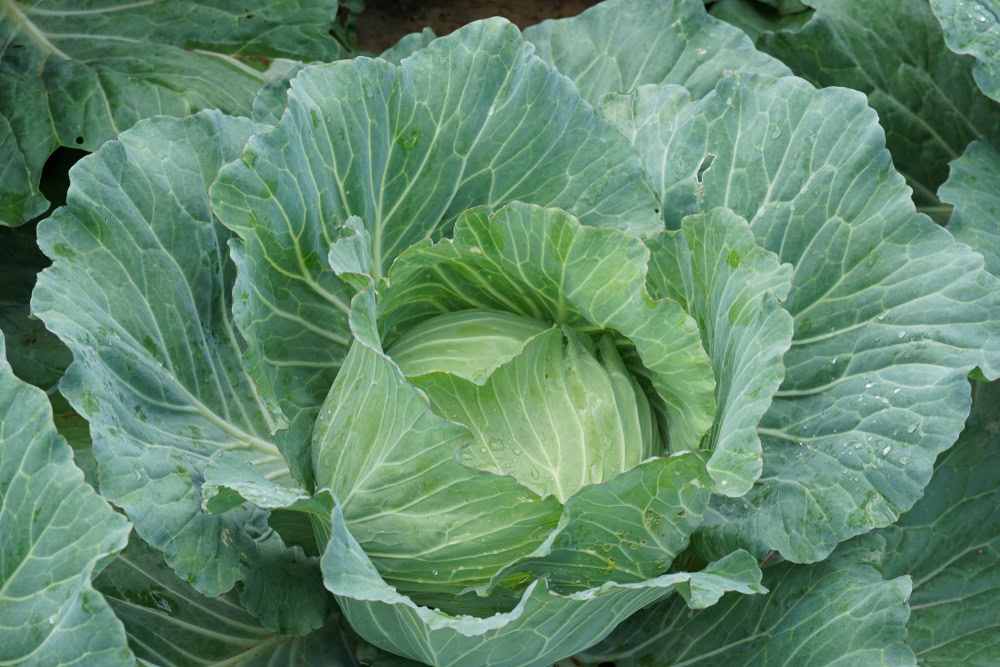 close up of a cabbage