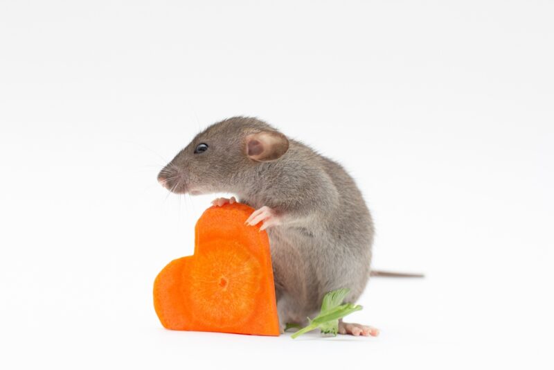 cute gray dumbo rat eats a piece of carrot heart