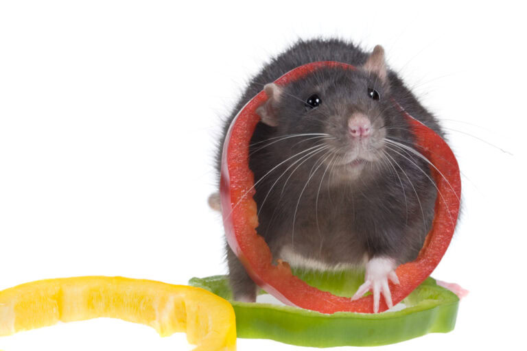 Can Rats Eat Bell Peppers? Our Vet Answers | The Vet Desk