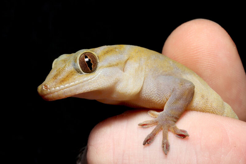 golden-gecko-in-the-hand