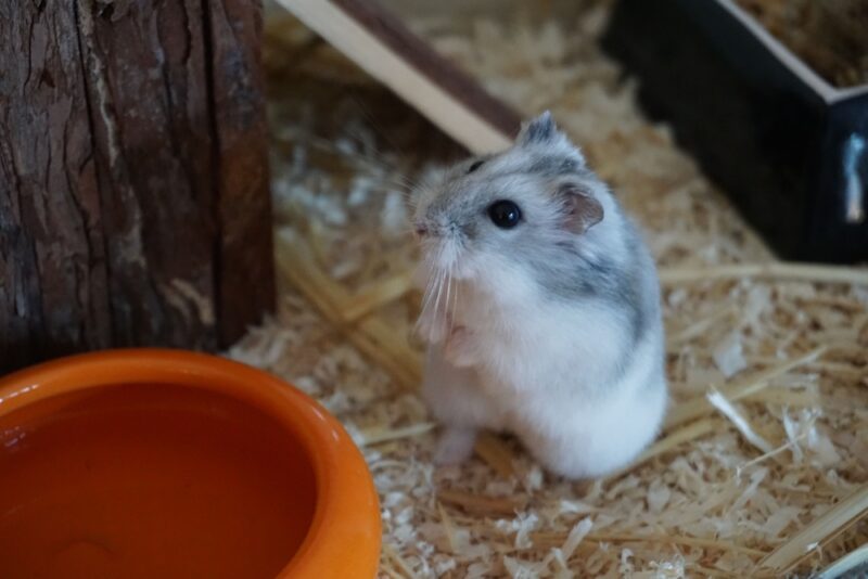 gray hamster atop a pile of hay next to an orange feeder in a domestic setting