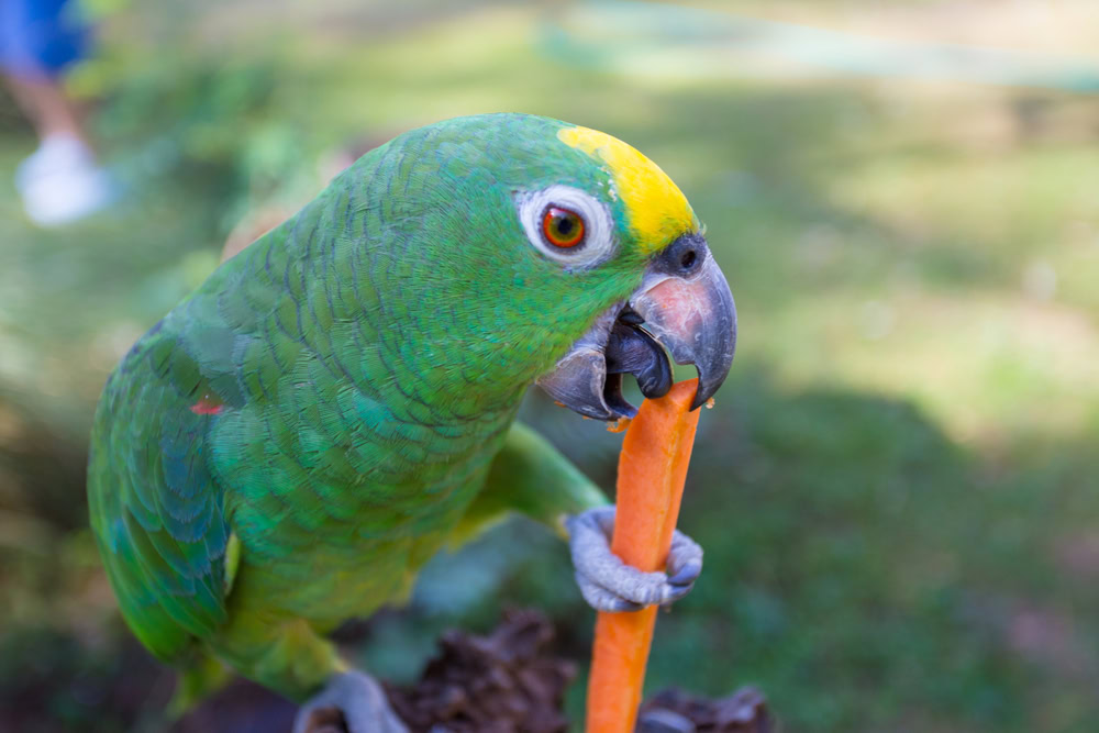 green yellow parrot Eating Carrots
