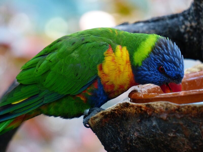 lori-parrot-drinking