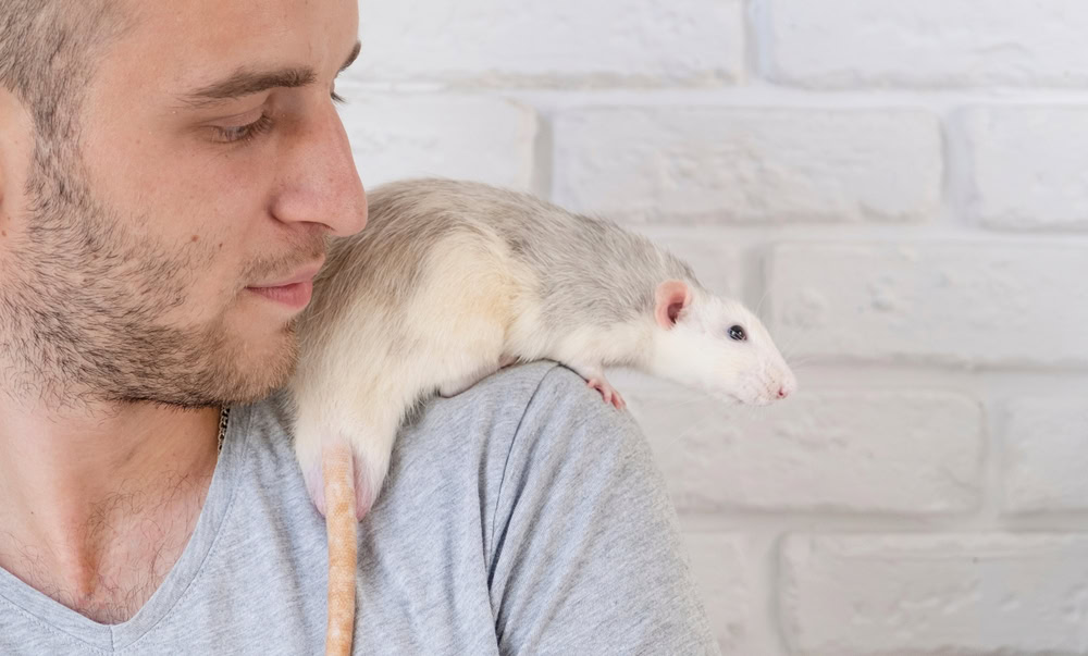 man holding two funny cute pet rats
