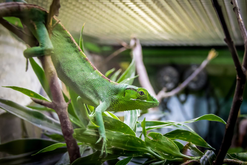 monkey-anole-in-its-habitat
