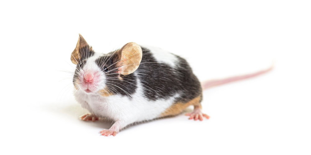 mouse-looking-at-the-camera