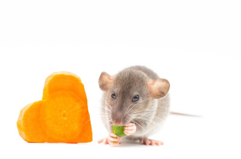 pet rat eats a piece of carrot heart