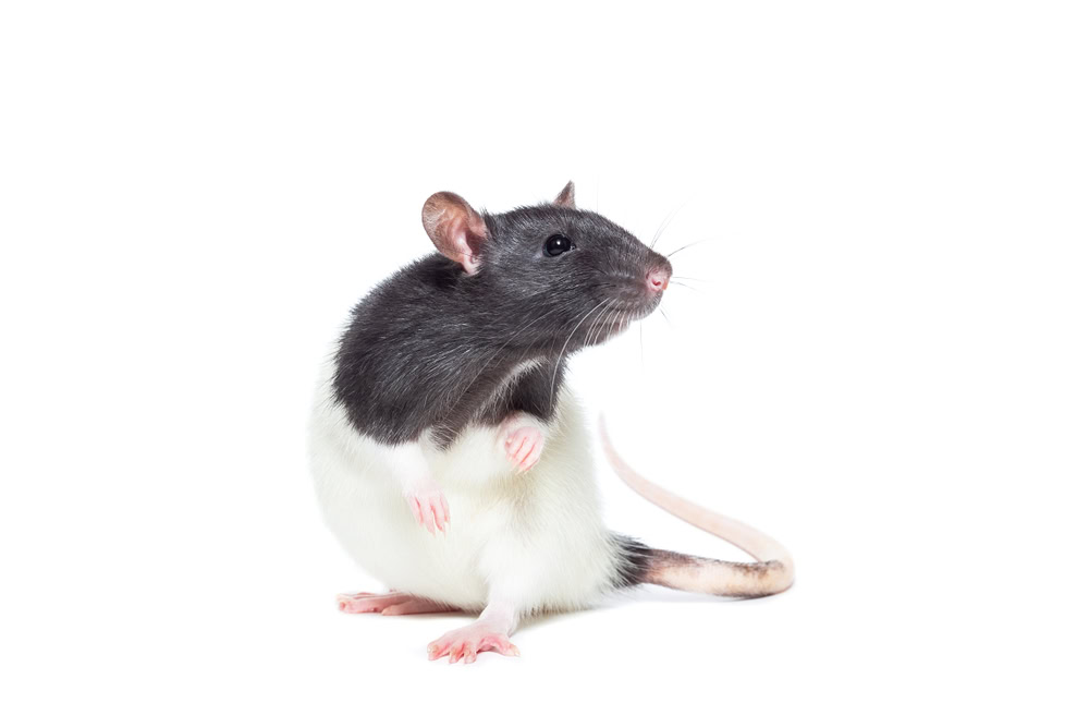 rat close-up isolated on white background