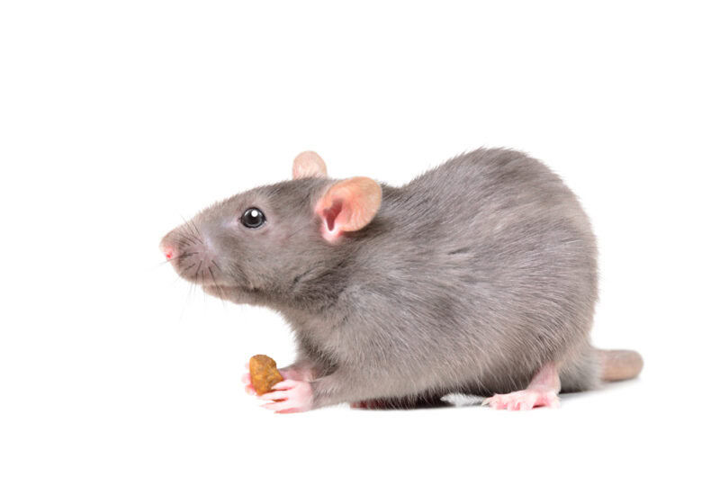 rat-holding-a-food-in-its-paw
