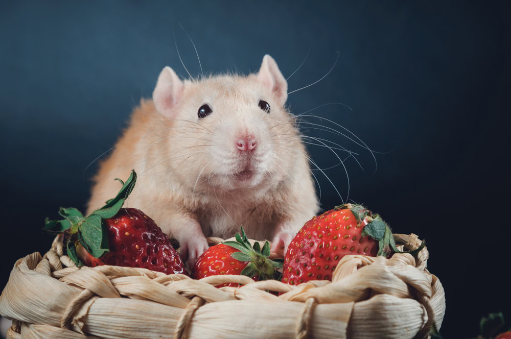 rat with strawberries