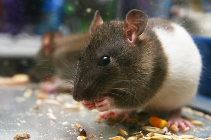 rat eating nuts and seeds