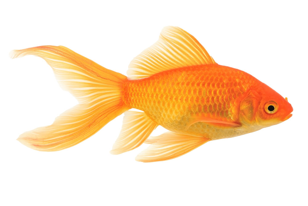 goldfish on white background