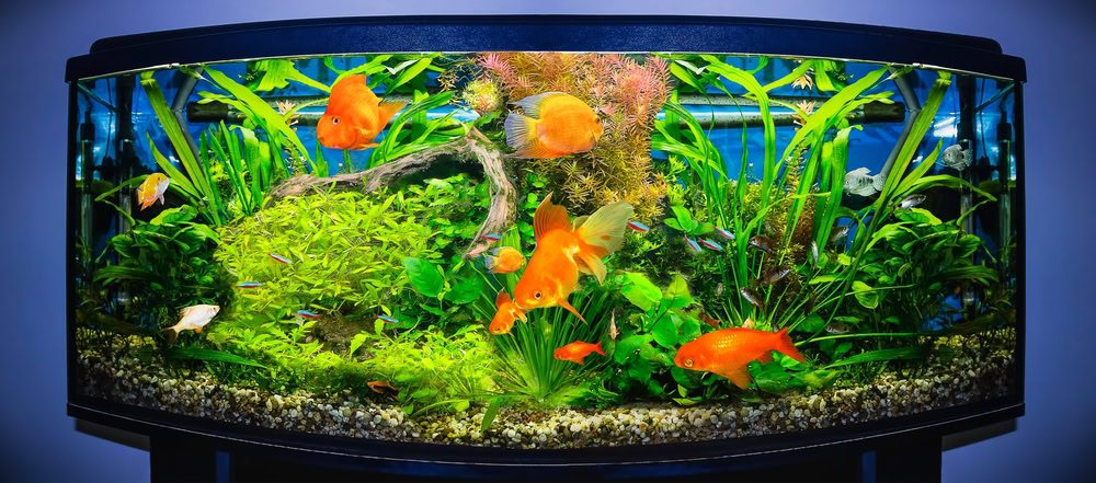 fish tank with gold fish
