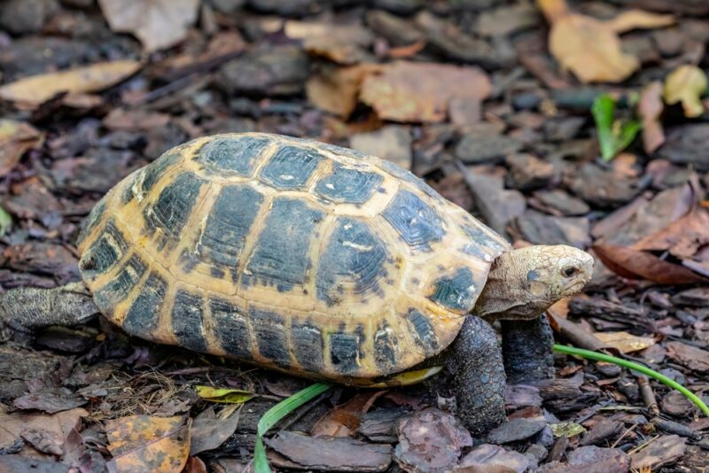 side view of an elongated tortoise