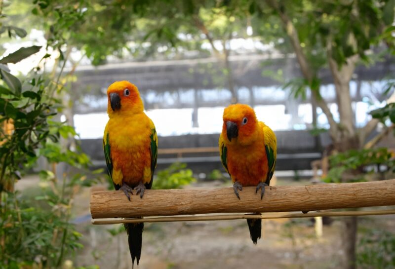 two conure parrots loved as pets
