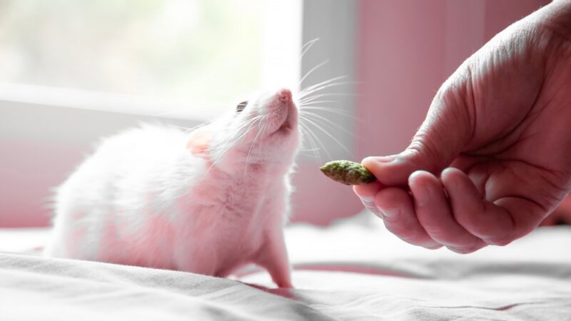 white-domestic-rat-eating-from-its-caregivers-hand